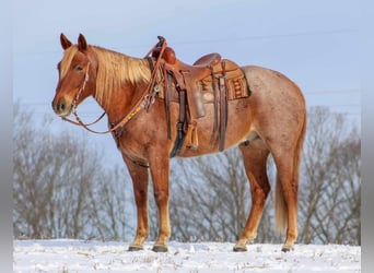 American Quarter Horse, Gelding, 9 years, 15.2 hh, Roan-Red