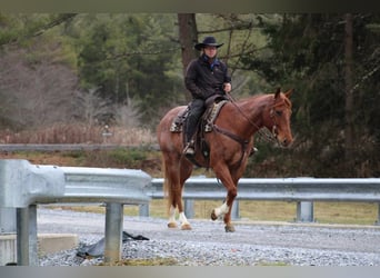 American Quarter Horse, Gelding, 9 years, 15.2 hh, Roan-Red