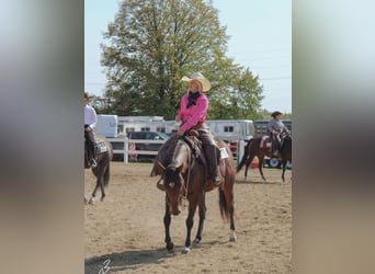 American Quarter Horse, Gelding, 9 years, 15.3 hh, Bay