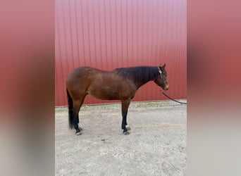 American Quarter Horse, Gelding, 9 years, 15.3 hh, Bay