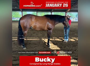 American Quarter Horse, Gelding, 9 years, 15.3 hh, Bay