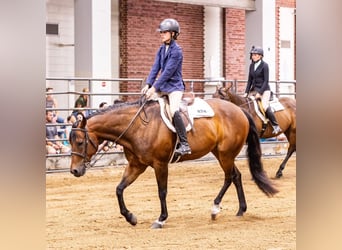American Quarter Horse, Gelding, 9 years, 15.3 hh, Bay