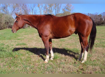 American Quarter Horse, Gelding, 9 years, 15.3 hh, Bay