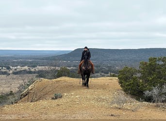 American Quarter Horse, Gelding, 9 years, 15,3 hh, Black