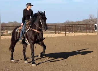 American Quarter Horse, Gelding, 9 years, 15,3 hh, Black