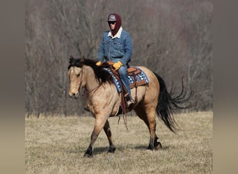 American Quarter Horse, Gelding, 9 years, 15.3 hh, Brown-Light
