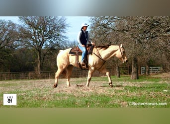 American Quarter Horse, Gelding, 9 years, 15.3 hh, Buckskin