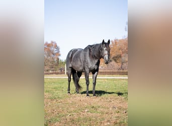 American Quarter Horse, Gelding, 9 years, 15.3 hh, Roan-Blue