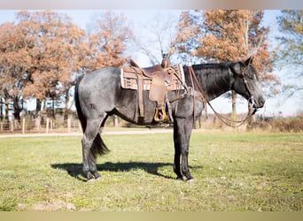 American Quarter Horse, Gelding, 9 years, 15.3 hh, Roan-Blue