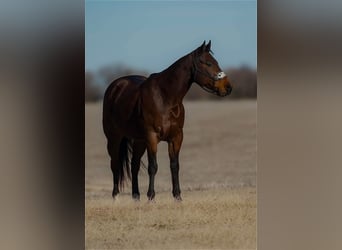 American Quarter Horse, Gelding, 9 years, 15 hh, Bay