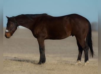 American Quarter Horse, Gelding, 9 years, 15 hh, Bay