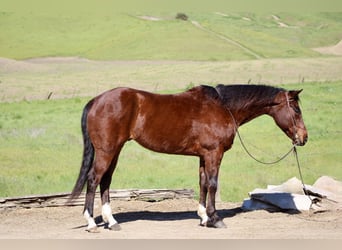 American Quarter Horse, Gelding, 9 years, 15 hh, Bay