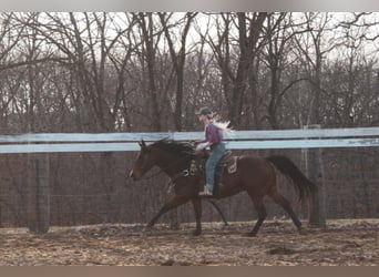 American Quarter Horse, Gelding, 9 years, 15 hh, Bay