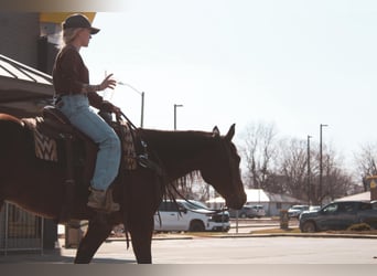 American Quarter Horse, Gelding, 9 years, 15 hh, Bay