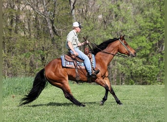American Quarter Horse, Gelding, 9 years, 15 hh, Bay