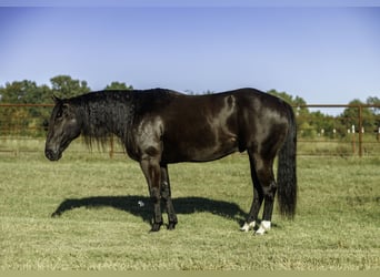 American Quarter Horse, Gelding, 9 years, 15 hh, Black