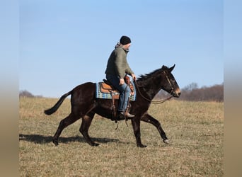 American Quarter Horse, Gelding, 9 years, 15 hh, Black