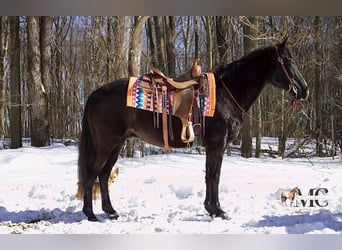 American Quarter Horse, Gelding, 9 years, 15 hh, Black