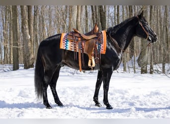 American Quarter Horse, Gelding, 9 years, 15 hh, Black