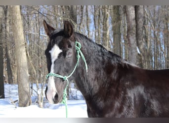 American Quarter Horse, Gelding, 9 years, 15 hh, Black