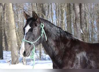 American Quarter Horse, Gelding, 9 years, 15 hh, Black