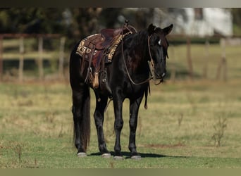 American Quarter Horse, Gelding, 9 years, 15 hh, Black