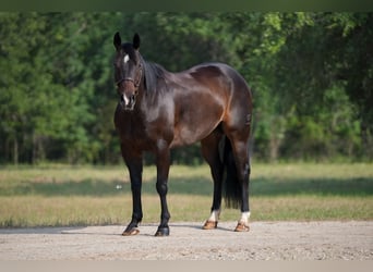 American Quarter Horse, Gelding, 9 years, 15 hh, Brown