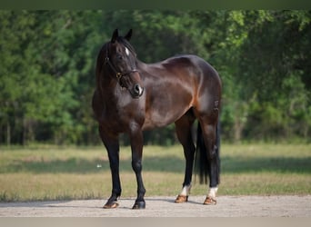 American Quarter Horse, Gelding, 9 years, 15 hh, Brown