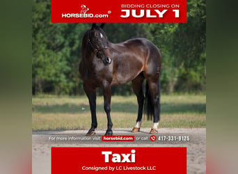 American Quarter Horse, Gelding, 9 years, 15 hh, Brown