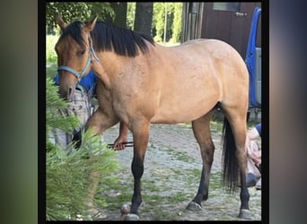 American Quarter Horse, Gelding, 9 years, 15 hh, Brown Falb mold