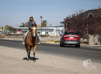 American Quarter Horse, Gelding, 9 years, 15 hh, Buckskin