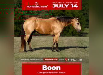 American Quarter Horse, Gelding, 9 years, 15 hh, Buckskin