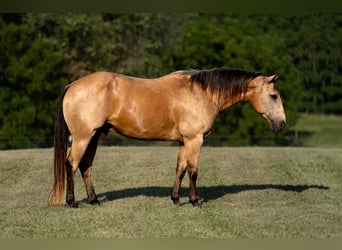 American Quarter Horse, Gelding, 9 years, 15 hh, Buckskin