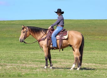 American Quarter Horse, Gelding, 9 years, 15 hh, Buckskin