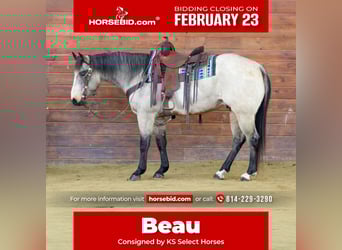 American Quarter Horse, Gelding, 9 years, 15 hh, Buckskin