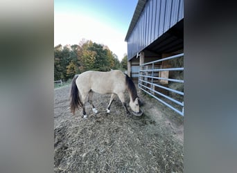 American Quarter Horse, Gelding, 9 years, 15 hh, Buckskin