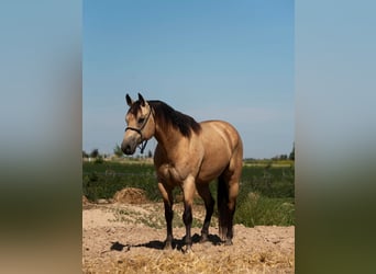 American Quarter Horse, Gelding, 9 years, 15 hh, Buckskin