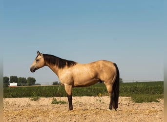 American Quarter Horse, Gelding, 9 years, 15 hh, Buckskin