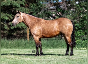 American Quarter Horse, Gelding, 9 years, 15 hh, Buckskin