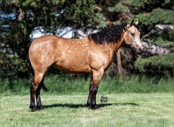 American Quarter Horse, Gelding, 9 years, 15 hh, Buckskin