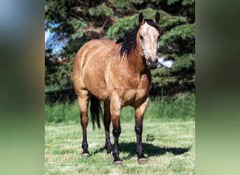 American Quarter Horse, Gelding, 9 years, 15 hh, Buckskin