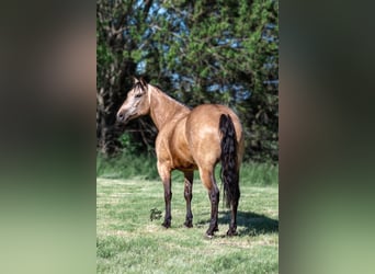 American Quarter Horse, Gelding, 9 years, 15 hh, Buckskin
