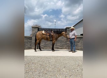 American Quarter Horse, Gelding, 9 years, 15 hh, Buckskin