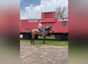 American Quarter Horse, Gelding, 9 years, 15 hh, Buckskin