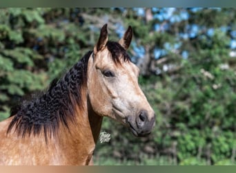 American Quarter Horse, Gelding, 9 years, 15 hh, Buckskin