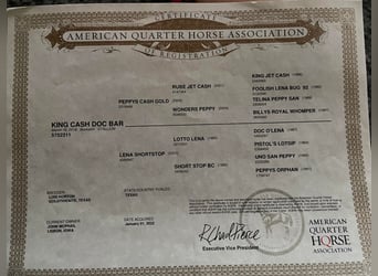 American Quarter Horse, Gelding, 9 years, 15 hh, Buckskin