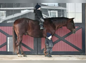 American Quarter Horse, Gelding, 9 years, 15 hh, Chestnut