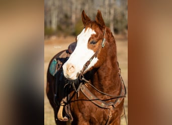 American Quarter Horse, Gelding, 9 years, 15 hh, Chestnut-Red