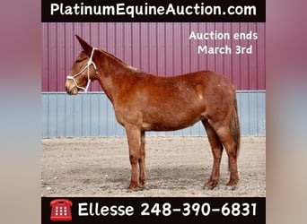 American Quarter Horse, Gelding, 9 years, 15 hh, Chestnut