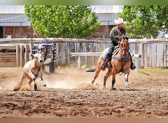 American Quarter Horse, Gelding, 9 years, 15 hh, Dun